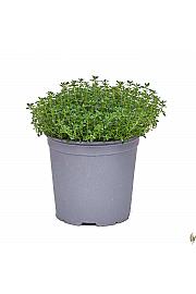 Thymus citriodorus Ø19