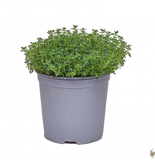 Thymus citriodorus Ø19