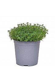 Thymus citriodorus Ø19
