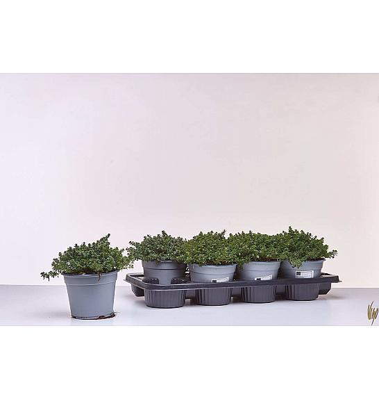 Thymus citriodorus Ø14