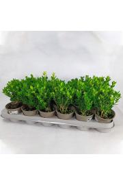 Buxus sempervirens Ø9 10-15 cm