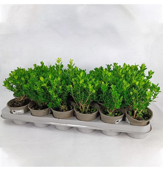 Buxus sempervirens Ø9 10-15 cm