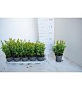 Buxus sempervirens Ø12 15-20 cm