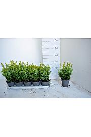 Buxus sempervirens Ø12 15-20 cm