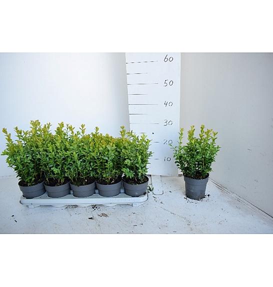 Buxus sempervirens Ø12 15-20 cm