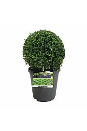 Buxus sempervirens C5 Lit. 30+ cm Kugla