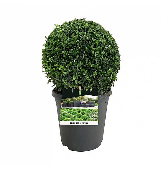 Buxus sempervirens C5 Lit. 30+ cm Kugla