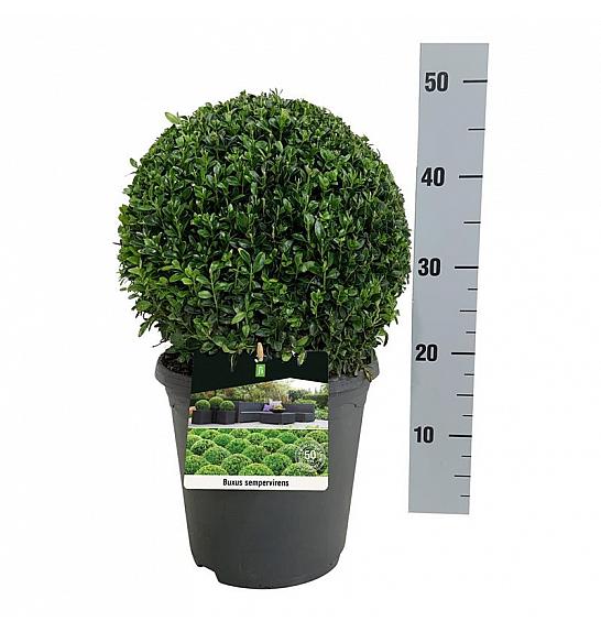 Buxus sempervirens C5 Lit. 30+ cm; Krogla