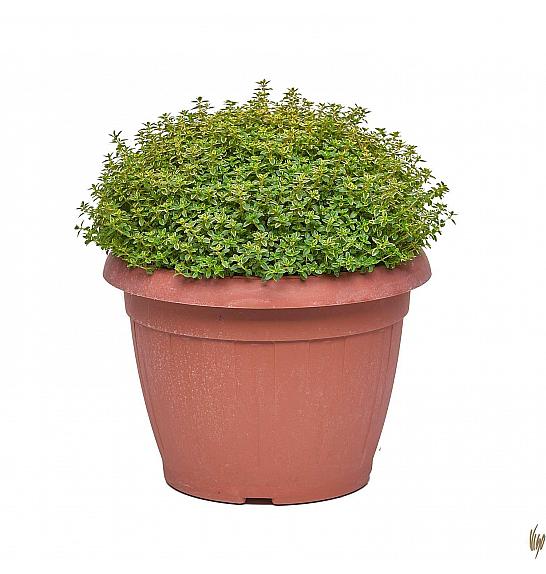 Thymus citriodorus aureus Ø25