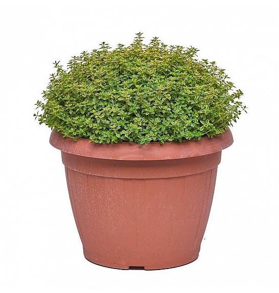 Thymus citriodorus aureus Ø25