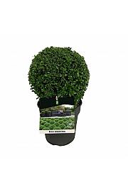 Buxus sempervirens C3 Lit. 20-25 cm Kugla