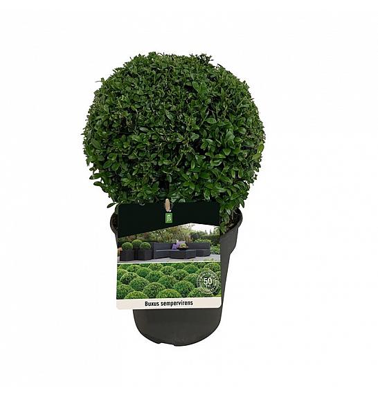 Buxus sempervirens C3 Lit. 20-25 cm Kugla