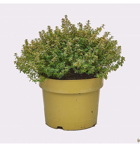 Thymus citriodorus aureus Ø19