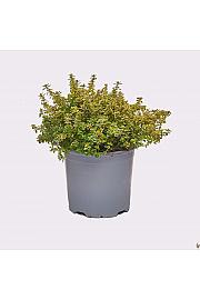 Thymus citriodorus aureus Ø14