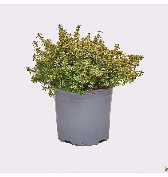 Thymus citriodorus aureus Ø14