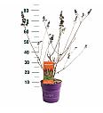 Buddleja d. Funky Fuchsia® C3 Lit. 35-55 cm