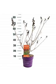 Buddleja d. Funky Fuchsia® C3 Lit. 35-55 cm