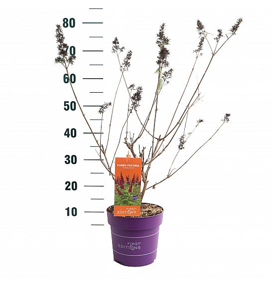 Buddleja d. Funky Fuchsia® C3 Lit. 35-55 cm