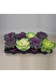 Brassica Ø12 mix