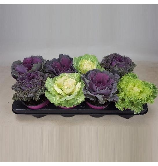 Mješavina kupusnjača Ø 12