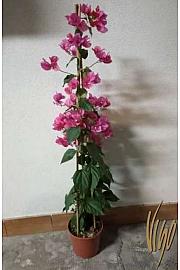 Bougainvillea Sanderiana Ø17 Piramida 60-80 cm