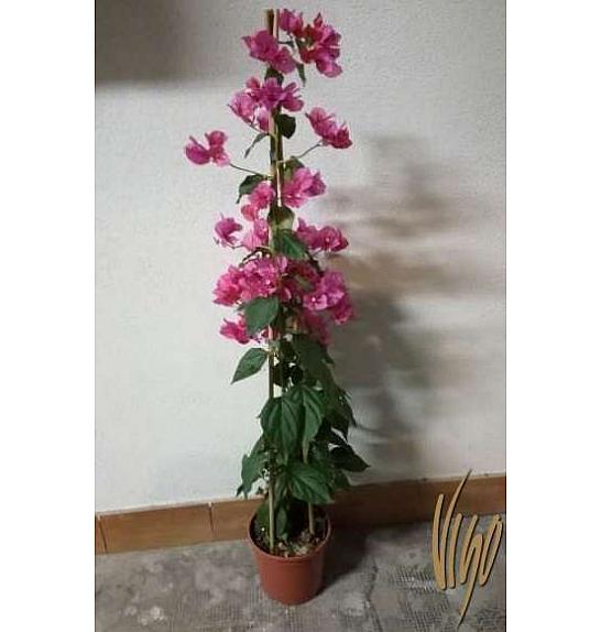 Bugenvilija Sanderiana Ø17 Piramida 60-80 cm