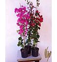 Bougainvillea Sanderiana Ø17 60-80 cm
