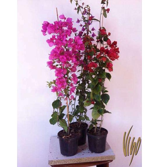 Bougainvillea Sanderiana Ø17 60-80 cm