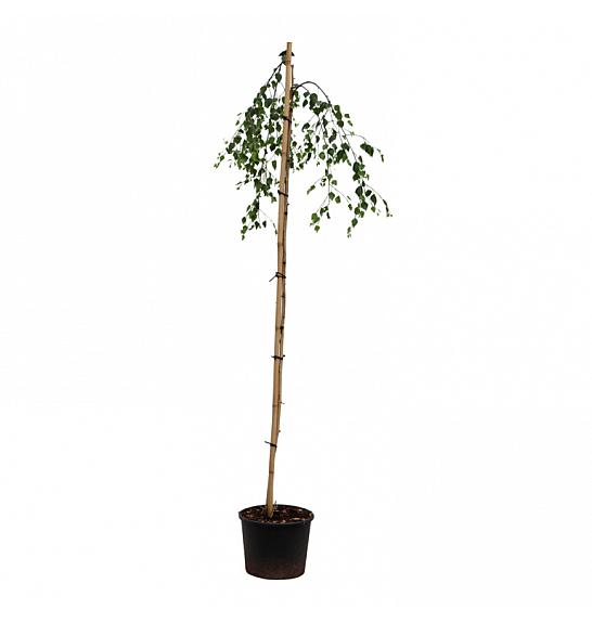 Betula pendula Youngii C10 Lit. Na steblu 150 cm, 2 leti