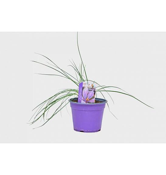 Carthamus tinctorius Ø14