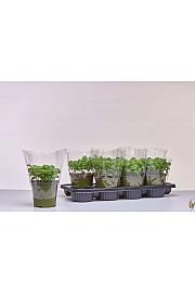 Ocimum basilicum Ø14