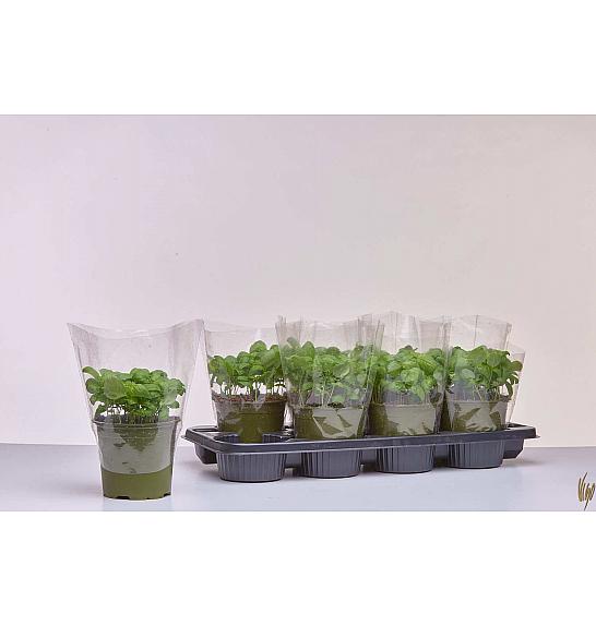 Ocimum basilicum Ø14