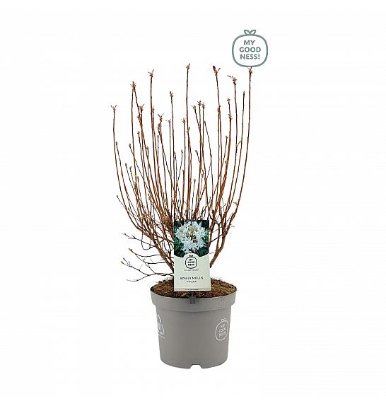 Azalea mollis Viscosa C5 Lit. 40-50 cm