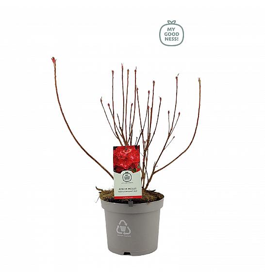 Azalea mollis Koster Briljant Red C5 Lit. 40-50 cm