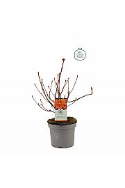 Azalea mollis Hortulanus H. White C5 Lit. 40-50 cm