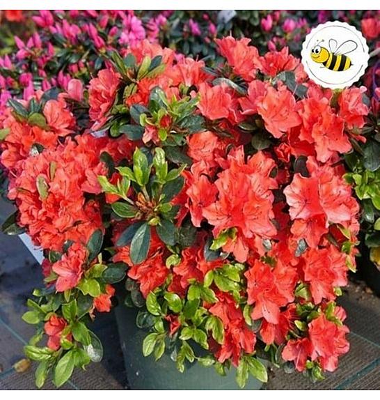Azalea Japonica Orange Beauty C2 Lit. 22-25 cm