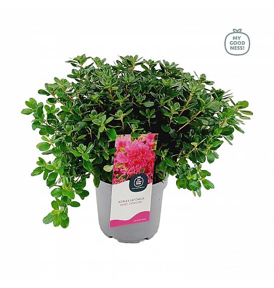 Azalea japonica Hino Crimson C3 Lit. 35-45 cm