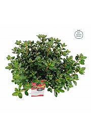 Azalea japonica Florida C3 Lit. 35-45 cm