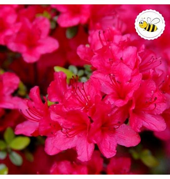 Azalea Japonica Conny C1 Lit. 22-25 cm