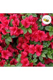 Azalea Japonica Arabesque C1 Lit. 22-25 cm