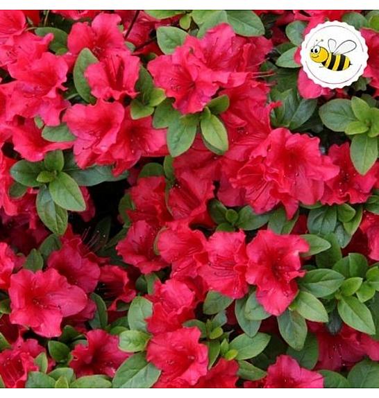 Azalea Japonica Arabesque C1 Lit. 22-25 cm