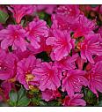 Azalea japonica Amoena C1 Lit. 22-25 cm