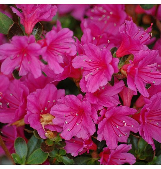 Azalea japonica Amoena C1 Lit. 22-25 cm