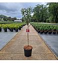Azalea (KH) Royal Command C15 Lit. Na steblu 60 cm Krogla