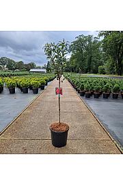Azalea (KH) Royal Command C15 Lit. Na steblu 60 cm Krogla