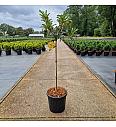 Azalea (KH) Gold Topas C15 Lit. Na steblu 60 cm Krogla