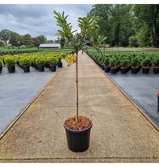 Azalea (KH) Gold Topas C15 Lit. Na steblu 60 cm Krogla