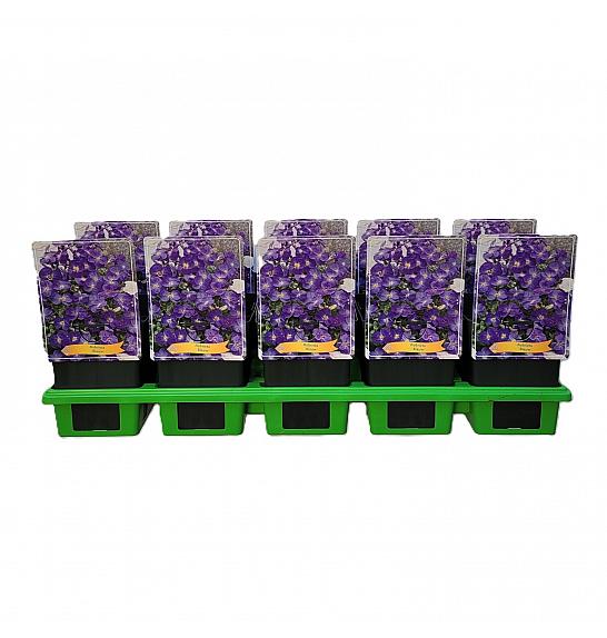 Aubrieta Blauw Ø11