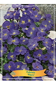 Aubrieta Blauw Ø11