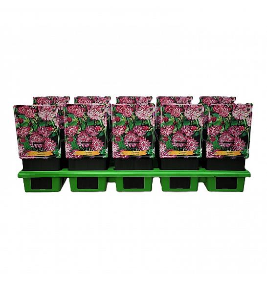 Astrantia major pink Ø11